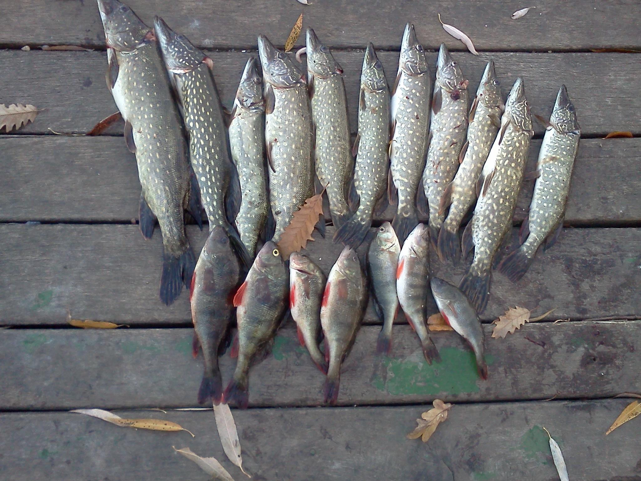 pescuit 2012 - IMG388.jpg